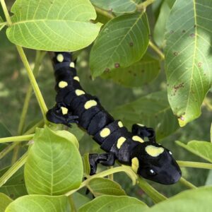 Salamandra Plamista 3D w pełni ruchoma, wysoka jakość detali, prezent, gadżet