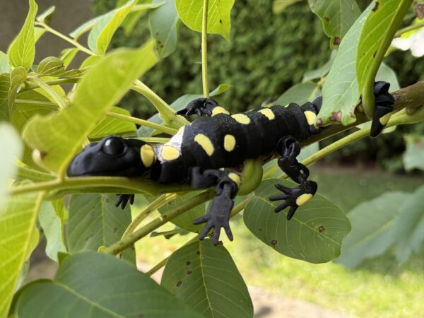 Salamandra Plamista 3D w pełni ruchoma, wysoka jakość detali, prezent, gadżet - obrazek 7